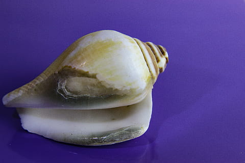 shellfish, shell, invertebrate, snail, gastropod, sea, nature, closeup, food and drink, food, purple, colored background, studio shot, indoors, purple background, freshness, healthy eating, vegetable, no people, wellbeing, close-up, eggplant, blue, still life, single object, sweet food, blue background, 5K, CC0, public domain, royalty free