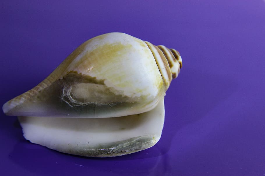 marisc, shell, invertebrat, cargol, gasteròpode, mar, naturalesa, primer pla, menjar i beguda, menjar, porpra, fons de colors, tir de l'estudi, a l'interior, fons morat, frescor, alimentació saludable, vegetals, cap gent, benestar, albergínia, blau, natura morta, sol objecte, menjar dolç, fons blau, 5K