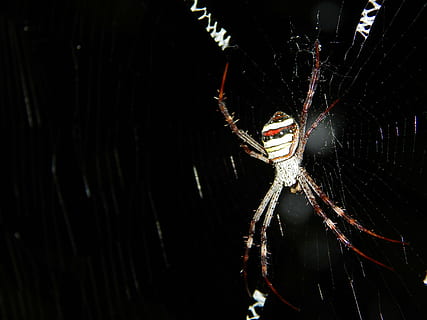 sort, edderkop, bølge, natur, insekt, sort baggrund, arachnid, hvirvelløse, leddyr, et dyr, dyreliv, skrøbelighed, dyre temaer, tæt på, dyr, edderkoppespind, dyr i naturen, fokus på forgrunden, ingen mennesker, dyr kropsdel, dyr ben, sårbarhed, udendørs, 4K, CC0, offentligt domæne, royaltyfrie