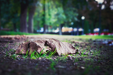difuminar, de cerca, luz, hoja seca, ambiente, hojas caídas, campo, atención, hierba, suelo, hoja, macro, madre naturaleza, al aire libre, parque, planta, árbol, enfoque selectivo, naturaleza, día, nadie, color verde, tierra, nivel de la superficie, bosque, centrarse en primer plano, acostado, crecimiento, tronco de arbol, parque - espacio hecho por el hombre, el maletero, 5K, CC0, dominio público, libre de derechos