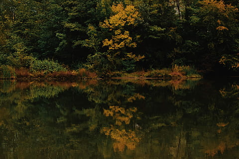 groc, verd, paisatge forestal, arbres de fulles, reflexió de l’aigua, vora del riu, riu, arbre, reflexió, arbres, marró, aigua, estany, caure, tardor, color de la tardor, simmetria, planta, llac, tranquil·litat, bellesa a la natura, davant del mar, creixement, naturalesa, escena tranquil·la, bosc, cap gent, escenics - natura, dia, a l'aire lliure, aigua estancada, idíl·lic, terra, canvi, llac de reflexió, 5K, CC0, domini públic, lliure de regalies