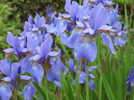iris, blauw, bloem, bloeiende plant, fabriek, schoonheid in de natuur, versheid, groei, Purper, detailopname, breekbaarheid, kwetsbaarheid, bloemblad, bloeiwijze, bloemhoofd, natuur, geen mensen, dag, bloesem, focus op de voorgrond, plantkunde, selectieve aandacht, buitenshuis, lente, iris - plant, puurheid, lila, 2K, CC0, publiek domein, royaltyvrij