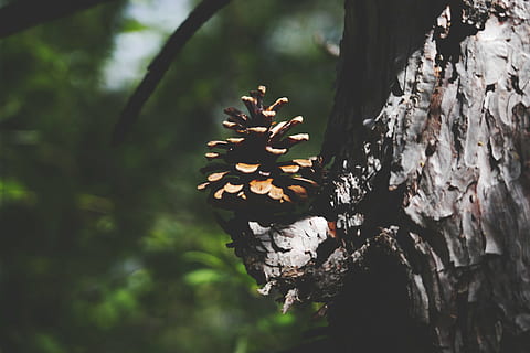 natur, tallskott, träd, fokusera på förgrunden, växt, inget folk, trädstam, närbild, trunk, tillväxt, dag, utomhus, selektiv fokusering, skog, skönhet i naturen, solljus, mönster, texturerad, naturligt mönster, landa, bark, 5K, CC0, offentligt domän, royaltyfria
