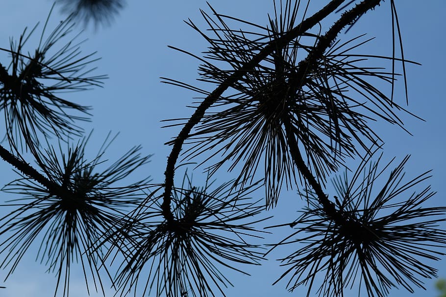 branca, pi, agulles, agulles de pi, pi negre, arbre, conífera, pinus nigra, dues agulles, pinus, hivernacle de pi, Occidental, arbre forestal, arbre del parc, cel, Palmera, silueta, vista d’angle baix, cap gent, planta, creixement, naturalesa, bellesa a la natura, tranquil·litat, cel clar, dia, a l'aire lliure, clima tropical, primer pla, alta - alta, llum solar, full, fulla de palma, picant, 5K
