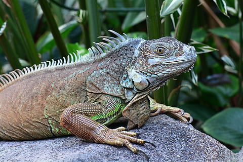 iguana, posant, sunning, temes d'animals, animal, rèptil, llangardaix, fauna animal, vertebrats, un animal, animals a la natura, primer pla, cap gent, rock, sòlid, naturalesa, rock - object, dia, vista lateral, centrar-se en primer pla, mirant, escala d’animals, 5K, CC0, domini públic, lliure de regalies