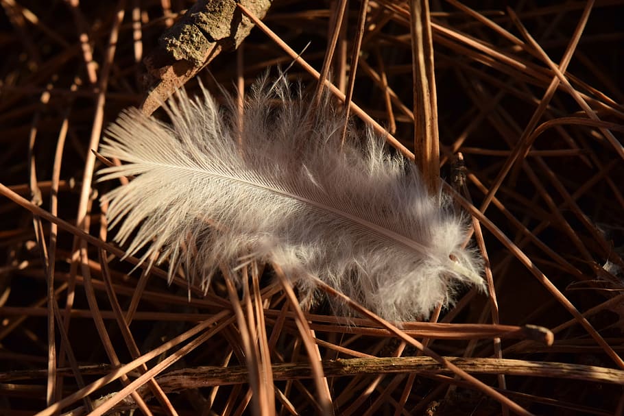 primavera, ploma d’ocells, fluff, solitari, blanc, ploma, ocell, esponjós, primer pla, temes d'animals, fragilitat, vulnerabilitat, cap gent, animal, naturalesa, suavitat, planta, un animal, vertebrats, dia, fenc, fauna animal, a l'aire lliure, Color blanc, animals a la natura, palla, lleuger, 5K