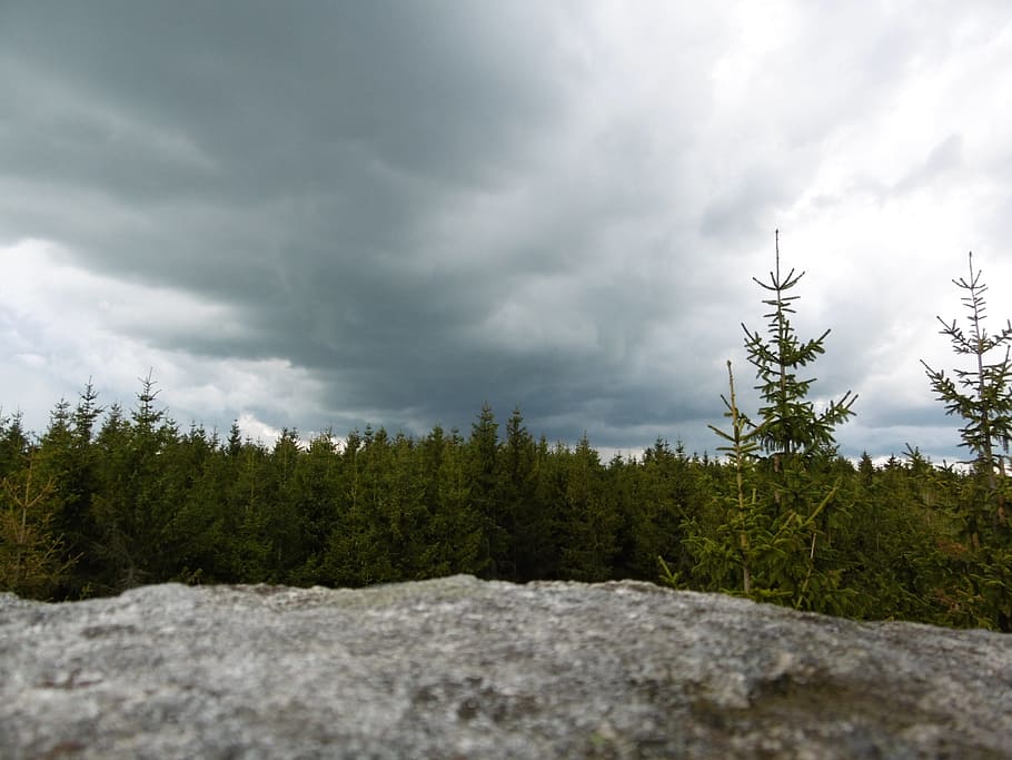 foresta, stufe, natura, roccia, paesaggio, pietroso, nuvole, alberi, conifere, verde, pianta, nuvola - cielo, albero, cielo, bellezza nella natura, terra, crescita, ambiente, scenics - natura, nessuno, albero di conifere, colore verde, giorno, scena tranquilla, la tranquillità, scena non urbana, tempesta, Pino, all'aperto, albero sempreverde, abete, bosco, bosco di pini, infausto, 4K
