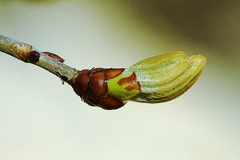 Knospe, Frühling, schließen, Baum, Natur, schießt, Ast, Nahansicht, Lebensmittel, Essen und Trinken, keine Leute, Insekt, Tierthemen, Tierwelt, Tier, grüne Farbe, ein Tier, wirbellos, Obst, Tag, Studioaufnahme, gesundes Essen, Fokus auf den Vordergrund, Pflanze, drinnen, 5K, CC0, gemeinfrei, lizenzfrei