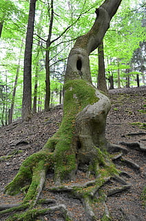 hohl, Baum, bedeckt, Moos, Wald, Baumwurzeln, Baumstamm, Wurzel, Natur, grüne Farbe, Pflanze, Kofferraum, Wachstum, Land, Tag, Ruhe, keine Leute, Geschichte, stein material, alt, draußen, solide, Schönheit in der Natur, die Vergangenheit, 4K, CC0, gemeinfrei, lizenzfrei