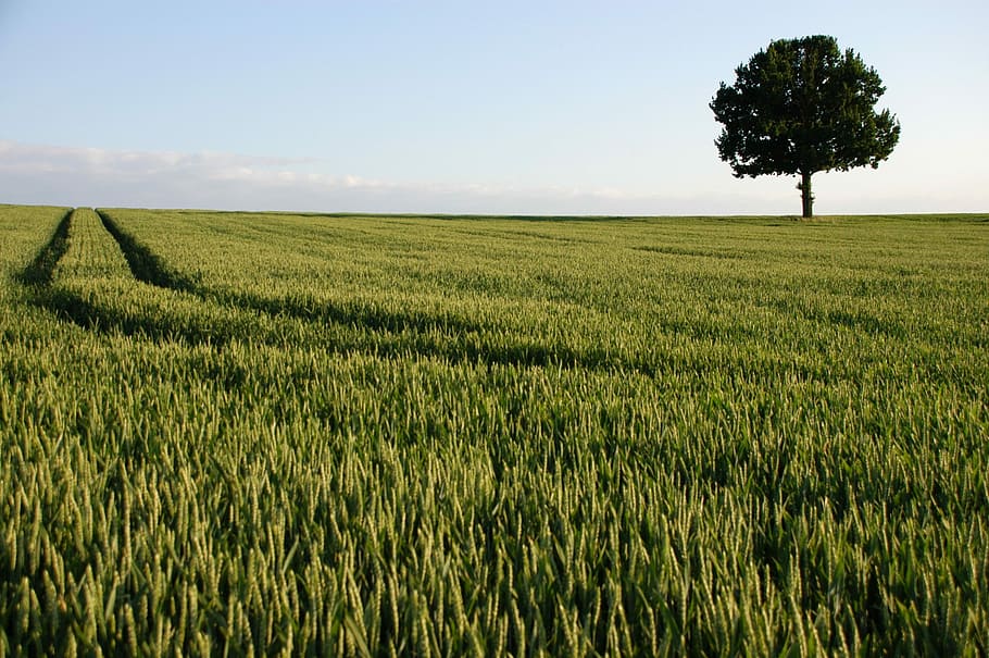 Laubbaum, Natur, Landschaft, Baum, Pflanze, Feld, einsamer Baum, Grün, Landwirtschaft, Wachstum, ländliche Szene, Bauernhof, Land, Umgebung, Ernte, grüne Farbe, Himmel, Schönheit in der Natur, Ruhe, ruhige Szene, Szenen - Natur, Tag, Horizont, keine Leute, draußen, Plantage, 2K