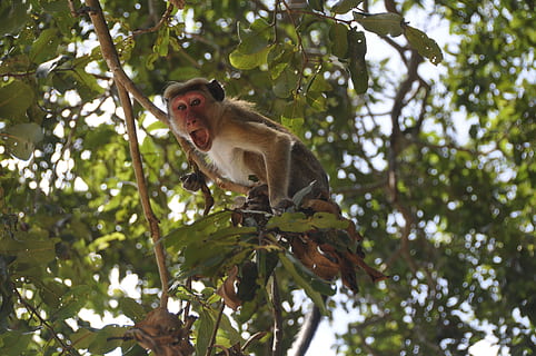 macaque, henger, brun, gren, dagtid, ape, skrik, roping, høyt, vill, primat, dyreliv, dyr, habitat, jungel, raseri, sint, utilfredshet, tre, blader, morsom, roper, uttrykk, pattedyr, natur, tropisk regnskog, søt, skog, dyr i naturen, Asia, sitter, ungt dyr, liten, ett dyr, lav vinkel visning, dyre temaer, anlegg, virveldyr, dag, vekst, fokusere på forgrunnen, ingen folk, blad, plante del, munnen åpen, 4K, CC0, offentlig domene, opphavsrett gratis