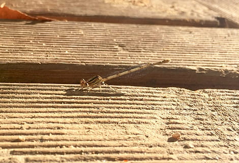 libellula, insetto, macro, animali allo stato selvatico, invertebrato, fauna selvatica, temi animali, giorno, un animale, animale, natura, luce del sole, nessuno, avvicinamento, messa a fuoco selettiva, all'aperto, sabbia, legno - materiale, terra, formica, strutturato, 5K, CC0, dominio pubblico, privo di copyright