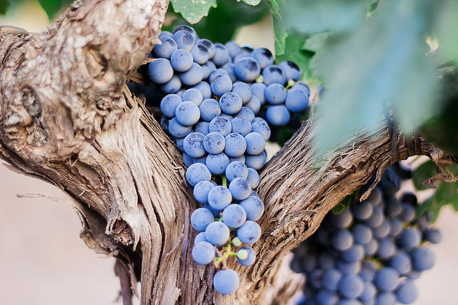 blau, baies, arbre, selectiu, foto del focus, cluster, nabius, raïm, fruita, vinya, porpra, alimentació saludable, menjar, menjar i beguda, benestar, naturalesa, cap gent, primer pla, creixement, munt, planta, frescor, dia, fruites de baies, enfocament selectiu, material de fusta, abundància, elaboració de vins, madur, 5K