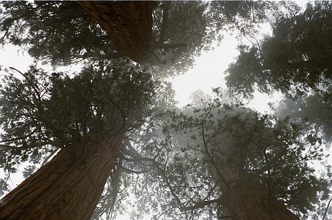 Bos, bomen, hoog, groot, boom, fabriek, lage hoekweergave, boomstam, romp, natuur, schoonheid in de natuur, dag, groei, kalmte, land-, geen mensen, hemel, tak, scenics - natuur, buitenshuis, rustige scène, zonlicht, niet-stedelijke scène, Boomkap, direct onder, 2K, CC0, publiek domein, royaltyvrij