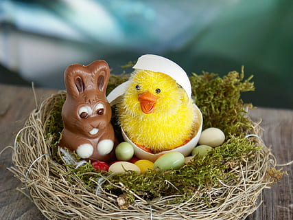 ocell, joguina de conill, niu, niu de Pasqua, Pasqua, ous de Pasqua, ou, Feliç Pasqua, estrella, pollets, decoració de pasqua, bonic, decoració, tema de pasqua, primavera, tancar, flor, groc, planta, naturalesa, herba, verd, salutacions de pasqua, salutació de pasqua, planta petita, joia, flor de primavera, flora, samuel, feliç, alegre, emoció, sensació, felicitat, humor, satisfet, divertit, targeta de felicitació, decoratiu, pollastre, diversió, colorit, dolç, sucre, osterkorb, niu d’animals, ous d’animals, ous, animal, cistella, representació animal, representació, menjar, conill de Pasqua, festa, celebració, menjar i beguda, temes d'animals, ou de Pasqua, cap gent, conill - animal, art i artesania, mamífer, animal jove, 4K