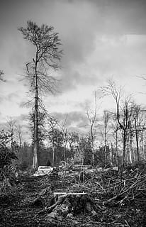 stormskader, skog, ødeleggelse, landskap, ødelagt, Naturkraft, knust, skogbruk, tre, bare tre, trestamme, ingen folk, natur, himmel, sky - himmel, anlegg, land, rolig scene, ro, ikke-urbane scene, dag, skjønnhet i naturen, felt, naturskjønnhet - natur, utendørs, miljø, vekst, død plante, 2K, CC0, offentlig domene, opphavsrett gratis