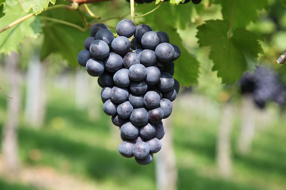 poc profund, focalitzar la fotografia, raïm, vinya, viticultura, menjar i beguda, menjar, alimentació saludable, fruita, planta, frescor, agricultura, centrar-se en primer pla, benestar, fruites de baies, creixement, color negre, cap gent, naturalesa, primer pla, dia, elaboració de vins, color verd, madur, a l'aire lliure, porpra, plantació, 5K