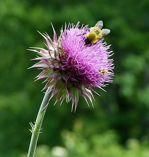 Hummel, Hummeln, Biene, Bienen, Distel, Mariendistel, Blume, Natur, Fehler, lila, ein Tier, Insekt, blühende Pflanze, Schönheit in der Natur, Pflanze, Frische, Zerbrechlichkeit, Verletzlichkeit, Nahansicht, Tier, Tierthemen, wirbellos, Blütenblatt, Tierwelt, Wachstum, Tiere in freier Wildbahn, Blütenkopf, pinke Farbe, keine Leute, Bestäubung, Pollen, 2K, CC0, gemeinfrei, lizenzfrei
