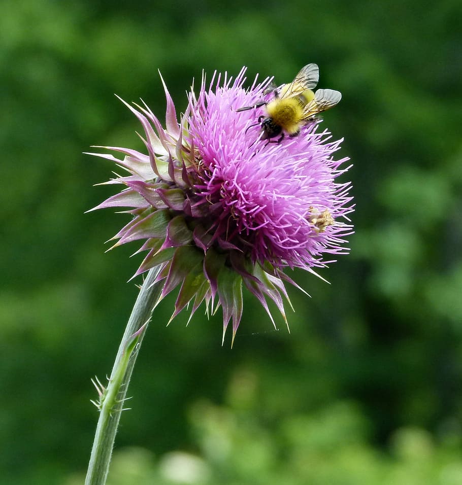 abella, abellots, abelles, card, card de llet, flor, bumble, naturalesa, bumble bee, Abellot, error, porpra, un animal, insecte, planta amb flors, bellesa a la natura, planta, frescor, fragilitat, vulnerabilitat, primer pla, animal, temes d'animals, invertebrat, pètal, fauna animal, creixement, animals a la natura, cap de flor, color rosa, cap gent, polinització, pol·len, 2K