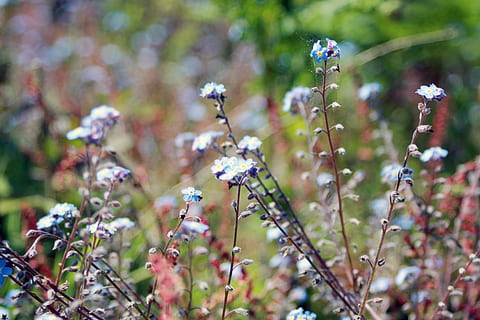 hvid, blå, kronblad blomster, have, dag tid, flor, blomstre, flora, blomster, makro, natur, plante, blomst, blomstrende plante, friskhed, skønhed i naturen, skrøbelighed, vækst, sårbarhed, fokus på forgrunden, tæt på, ingen mennesker, jord, dag, Mark, selektiv fokusering, plantestamme, udendørs, forår, blomsterhoved, lilla, dug, 4K, CC0, offentligt domæne, royaltyfrie