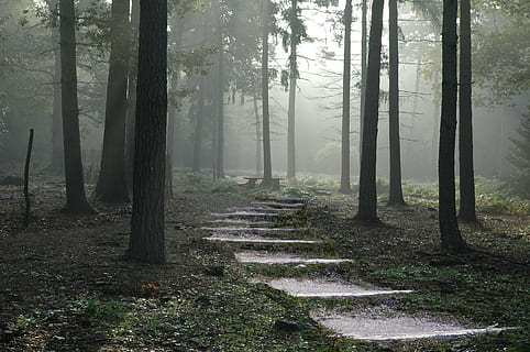 gray, concrete, pathway, trees, forest, daytime, path, nature, green, outdoor, tree, wood, natural, trail, walking, land, trunk, tree trunk, plant, woodland, tranquility, fog, beauty in nature, tranquil scene, non-urban scene, the way forward, scenics - nature, growth, direction, day, footpath, no people, outdoors, 1080P, CC0, public domain, royalty free