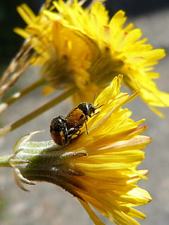 ด้วง, ladybugs, สังวาส, การปรับปรุงพันธุ์แมลง, แมลงผสมพันธุ์, ดอกไม้, ดอกแดนดิไล, ไม้ดอก, กลีบดอกไม้, ปลูก, ความบอบบาง, สัตว์ในป่า, ความสด, ความงามในธรรมชาติ, สัตว์ป่า, สัตว์ที่ไม่มีกระดูกสันหลัง, หัวดอกไม้, ความอ่อนแอ, สัตว์หนึ่งตัว, ธีมสัตว์, สัตว์, แมลง, ช่อดอก, ใกล้ชิด, สีเหลือง, การเจริญเติบโต, เรณู, ไม่มีคน, การผสมเกสรดอกไม้, กลางแจ้ง, 2K, CC0, โดเมนสาธารณะ, ค่าลิขสิทธิ์ฟรี