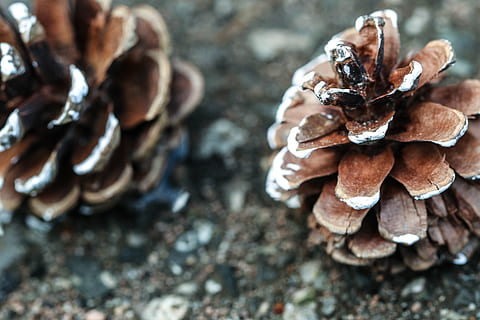 pinecone, pobūdį, makro, Iš arti, žemės, dieną, grybelis, maisto, grybai, nėra žmonių, pušies kūgis, sutelkti dėmesį į naujas žinias, ruda, atrankinis dėmesys, lauke, medis, augalų, grožis gamtoje, gyvūnų gyvūnija, Maistas ir gėrimai, augimą, gyvūnas, 5K, CC0, Viešasis domenas, nemokamai
