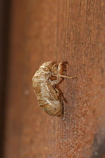 cigala, shell, insecte, exosquelet, error, vida salvatge, ala, metamorfosi, molt, sec, buit, closca, esquelet, pell, eliminar, zoologia, un animal, temes d'animals, animals a la natura, fauna animal, cap gent, primer pla, animal, invertebrat, material de fusta, enfocament selectiu, dia, marró, naturalesa, a l'aire lliure, closca d’animals, artròpode, aràcnids, rastreig, 2K, CC0, domini públic, lliure de regalies