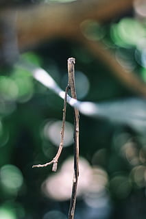 tija, branca, full, naturalesa, planta, natural, arbre, estiu, verd, disseny, bosc, fusta, forma, paisatge, jardí, floral, primavera, bokeh, flor, macro, centrar-se en primer pla, primer pla, dia, creixement, cap gent, enfocament selectiu, a l'aire lliure, tranquil·litat, bellesa a la natura, llum solar, color verd, sec, tija de la planta, part de la planta, pal - part de la planta, planta morta, 5K, CC0, domini públic, lliure de regalies