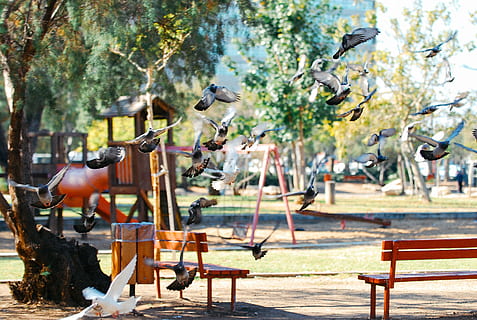 parque infantil, palomas, niños, patio de recreo, animales, al aire libre, parque - espacio hecho por el hombre, material de madera, árbol, patio, día, nadie, naturaleza, grupo de animales, asiento, vertebrado, temas de animales, planta, fauna animal, animal, animales en la naturaleza, mesa, luz del sol, centrarse en primer plano, pájaro, silla, parque, banco, 4K, CC0, dominio público, libre de derechos