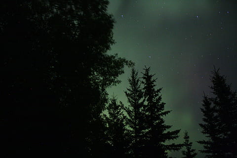 zelená, stromy, hvězdnou noc, silueta fotografie, borovice, polární záře, strom, les, temný, noc, Severní záře, hvězda, nebe, silueta, aurora boreali, rostlina, krása v přírodě, hvězda - prostor, astronomie, klid, klidné scény, prostor, Příroda, scenics - příroda, nízký úhel pohledu, nikdo, růst, zelená barva, venku, jehličnatého stromu, koruny stromů, borové lesy, 4K, CC0, veřejná doména, bez autorských práv