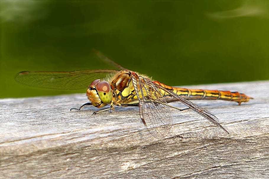 animal, insecte, lybelle, quatre pegats, libellula quadrimaculata, tancar, jardí, libèl·lula, naturalesa, ala dels animals, primer pla, macro, vida salvatge, temes d'animals, un animal, invertebrat, fauna animal, animals a la natura, dia, centrar-se en primer pla, part del cos dels animals, cap gent, material de fusta, color verd, a l'aire lliure, Llagosta, ull d’animals, 2K