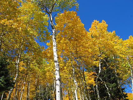 alberi, foresta, autunno, cielo blu, natura, pioppo tremolo, albero, pianta, bellezza nella natura, modificare, crescita, Inquadratura dal basso, cielo, nessuno, giallo, ramo, la tranquillità, giorno, scenics - natura, all'aperto, scena tranquilla, terra, luce del sole, collezione autunnale, condizione naturale, baldacchino di albero, 1080P, CC0, dominio pubblico, privo di copyright