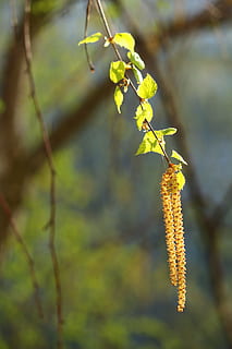 primavera, bedoll, arbres, arbre, bosc, naturalesa viva, verds, planta, grilló, fulles, branca, naturalesa, viatge, verd, Rússia, catkins, troncs d’arbres, tronc, centrar-se en primer pla, creixement, dia, primer pla, bellesa a la natura, cap gent, flor, full, part de la planta, planta amb flors, a l'aire lliure, fragilitat, vulnerabilitat, color verd, salze de cony, llum solar, 5K, CC0, domini públic, lliure de regalies