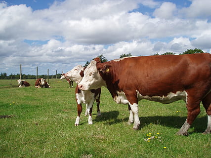sığırlar, hereford, bulutlar, Çiftlik, gökyüzü, kırsal, alan, otlak, çayır, Danimarka, doğa, dışında, yaz, bahar, ülke, kırsal bölge, inek, tarım, hayvan, kırsal manzara, çiftlik hayvanları, çimen, evcil sığır, otlama, hayvanlar ve evcil hayvanlar, Çiftlik hayvanları, açık havada, Mandıra Çiftliği, yeşil renk, memeli, bulut - gökyüzü, Evcil Hayvanlar, hayvan temaları, yerli, hayvan grubu, bitki, arazi, omurgalı, peyzaj, insansız, otçul, hayvan ailesi, 1080P, CC0, kamu malı, telif ücretsiz