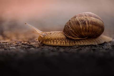 flach, Foto fokussieren, braun, Schnecke, braune Schnecke kriecht, Leben, außerhalb des Bildschirms, schleppend, Schale, Tier, schleimig, Natur, kriechen, Weichtier, Nahansicht, Makro, Tierhülle, Gastropode, rutschig, Tierwelt, ein Tier, Tiere in freier Wildbahn, Tierthemen, keine Leute, wirbellos, selektiver Fokus, Langeweile, Tierantenne, Tierkörperteil, Oberflächenniveau, Luxus, 5K, CC0, gemeinfrei, lizenzfrei