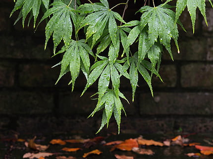 acer, arțar, frunze, umed, ploaie, picatură, picurare, frunziş, verde, grădină, gradinarit, creştere, luxuriant, seninătate, pace, zen, japonez, palmatum, acer palmatum, lob, parte a plantelor, plantă, Culoarea verde, a închide, frumusețe în natură, să se concentreze asupra primelor elemente, natură, zi, nici o persoana, în aer liber, prospeţime, liniște, vedere în unghi mare, selectiv, teren, copac, vulnerabilitate, fragilitate, picătură de ploaie, 4K, CC0, domeniu public, fără drepturi de autor