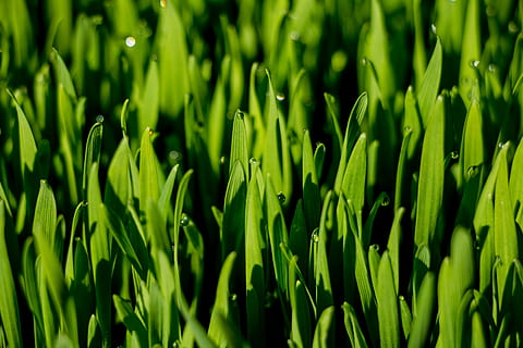 macro, erba, erba di grano, Guazza, verde, colore verde, crescita, sfondi, fotogramma intero, natura, nessuno, giorno, avvicinamento, all'aperto, freschezza, pianta, bellezza nella natura, terra, campo, concentrarsi sulle conoscenze acquisite, verdura, agricoltura, la tranquillità, scena rurale, cibo e bevande, 5K, CC0, dominio pubblico, privo di copyright