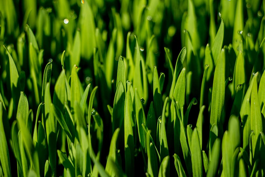 macro, erba, erba di grano, Guazza, verde, colore verde, crescita, sfondi, fotogramma intero, natura, nessuno, giorno, avvicinamento, all'aperto, freschezza, pianta, bellezza nella natura, terra, campo, concentrarsi sulle conoscenze acquisite, verdura, agricoltura, la tranquillità, scena rurale, cibo e bevande, 5K