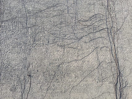 surface grise, mur, racine, vigne, texture, Contexte, blanc, texturé, arrière-plans, rugueux, personne, modèle, antique, plein cadre, journée, fermer, en plein air, structure construite, la nature, arbre, marron, vue grand angle, gris, terre, architecture, vieux, construction de murs, froissé, 4K, CC0, domaine public, libre de droits