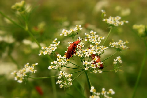 musta, Bugs, lähikuva, parittelu, graphosoma, lineatumkuoriaisten, rakkaus, pariutumisen, punainen, ötökät, kukka, kasvi, tuoreus, hyönteinen, selkärangaton, kauneus luonnossa, eläin, hauraus, eläinten teemoja, luonto, eläinten villieläimet, alttius, eläimiä, päivä, yksi eläin, kasvu, ei ihmisiä, valikoiva tarkennus, kukka pää, ulkona, pölytys, 4K, CC0, public domain, rojaltivapaa