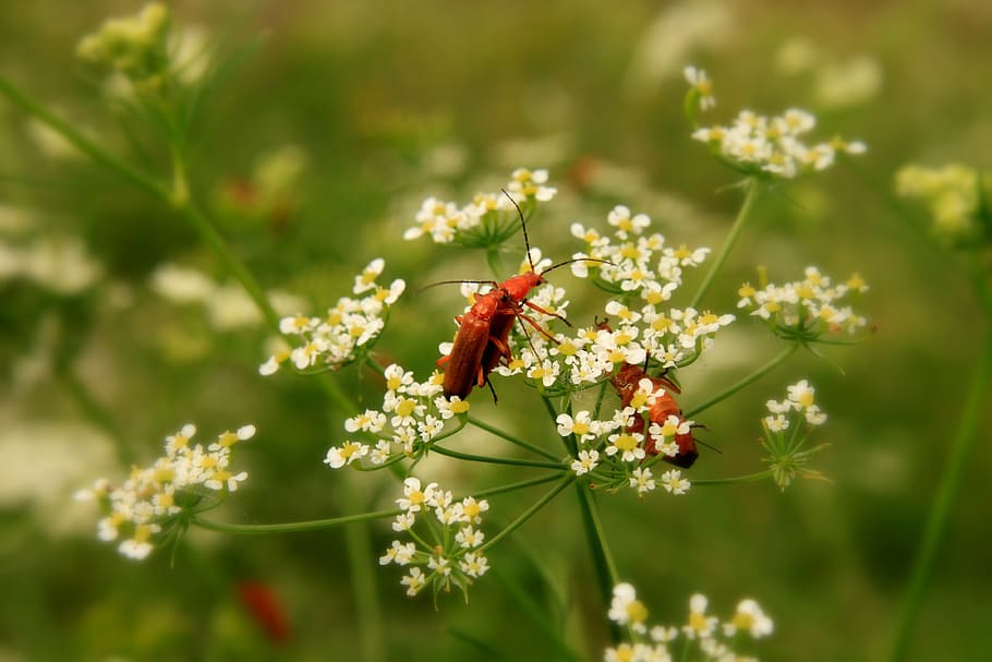 negre, errors, primer pla, copulació, grafosoma, lineatum, amor, aparellament, vermell, insectes, flor, planta amb flors, planta, frescor, insecte, invertebrat, bellesa a la natura, animal, fragilitat, temes d'animals, naturalesa, fauna animal, vulnerabilitat, animals a la natura, dia, un animal, creixement, cap gent, enfocament selectiu, cap de flor, a l'aire lliure, polinització, 4K