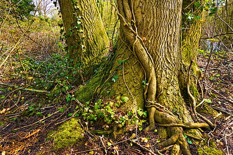 braun, Baumwurzeln, Stämme, Baumstamm, Baumwurzel, Baum, Efeu, Rebe, Kriechpflanze, Bergsteiger, Moos, Natur, Wachstum, Pflanzensystem, Pflanze, Kofferraum, Wald, Land, Ruhe, Schönheit in der Natur, Wurzel, grüne Farbe, Pflanzenteil, keine Leute, Tag, ruhige Szene, draußen, Ast, Regenwald, Borke, 5K, CC0, gemeinfrei, lizenzfrei