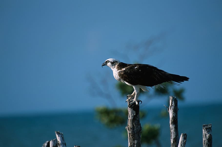 pescador persa, posat, pol, depredador, ocell, naturalesa, vida salvatge, raptor, pandió, salvatge, a l'aire lliure, mar, animal, gavina, temes d'animals, vertebrats, un animal, fauna animal, animals a la natura, cap gent, aigua, dia, centrar-se en primer pla, material de fusta, cel, longitud completa, vista lateral, post de fusta, 1080P