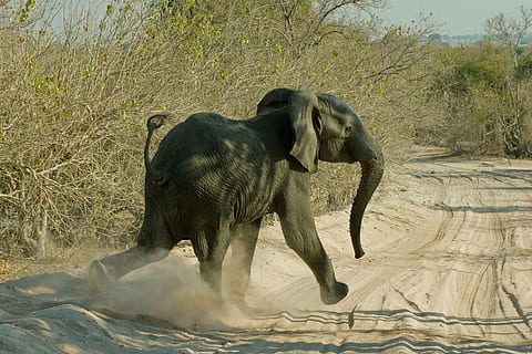slon, běh, silnice, chobe, botswana, zvíře, savec, zvířat, jednoho zvířete, strom, obratlovců, Příroda, nikdo, zvířata ve volné přírodě, slon africký, přistát, den, rostlina, domácí zvířata, venku, zvířecí kmen, prach, býložravý, 2K, CC0, veřejná doména, bez autorských práv