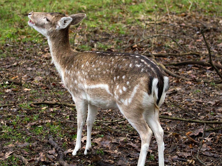 cérvol, hirsch, bosc, temes d'animals, animal, fauna animal, animals a la natura, terra, un animal, de peu, camp, mamífer, cap gent, vertebrats, naturalesa, longitud completa, dia, vista lateral, planta, centrar-se en primer pla, a l'aire lliure, herbívors, cervatillo, 4K