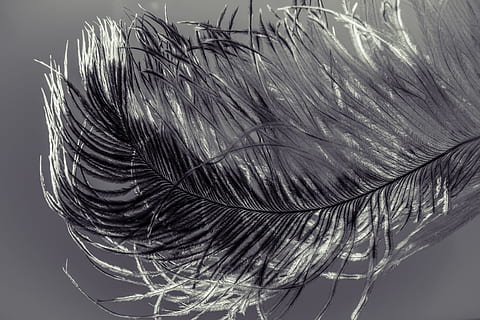 vicino, foto, nero, bianca, piuma, bianco e nero, piuma bianca, strauss spring, primavera, alleviare, Strauss, piuma d'uccello, vestito di primavera, piume, uccello, arioso, tenero, natura, avvicinamento, soffice, macro, fragilità, Capello umano, parte del corpo umano, girato in studio, bellezza, in casa, nessuno, giorno, morbidezza, concentrarsi sulle conoscenze acquisite, capelli, leggero, all'aperto, modello, vulnerabilità, natura morta, pianta, bellezza nella natura, acconciatura, 2K, CC0, dominio pubblico, privo di copyright
