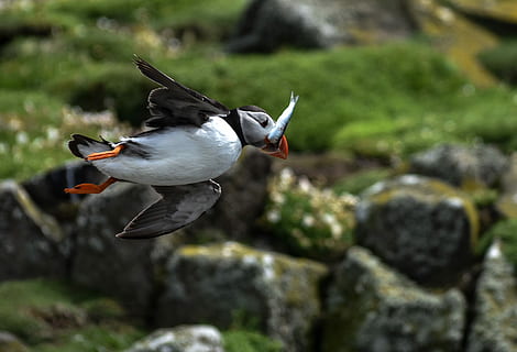 Foto, flyvende, puffin fugl, fange, fisk, selektiv, fokus fotografering, atlantisk lundefugl, spise, fugl, flyve, dyre temaer, dyreliv, dyr, dyr i naturen, hvirveldyr, et dyr, rock-objekt, solid, klippe, spredte vinger, natur, dag, ingen mennesker, fokus på forgrunden, fuld længde, udendørs, dyr kropsdel, jagt, profilvisning, 2K, CC0, offentligt domæne, royaltyfrie
