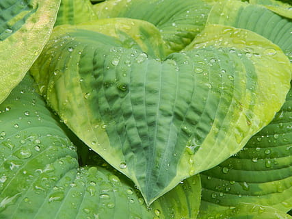 Hosta, ใบไม้, พฤกษา, ธรรมชาติ, การทำสวน, ฝน, น้ำ, สีเขียว, หยด, เม็ดฝน, ของเหลว, หยดน้ำ, ฝนตก, ชื้น, ปลูก, สวน, หล่น, เปียก, ใกล้ชิด, ส่วนของพืช, การเจริญเติบโต, ความงามในธรรมชาติ, ความสด, เต็มกรอบ, ไม่มีคน, ภูมิหลัง, น้ำฝน, น้ำค้าง, วัน, กลางแจ้ง, ฤดูฝน, ความบริสุทธิ์, 2K, CC0, โดเมนสาธารณะ, ค่าลิขสิทธิ์ฟรี