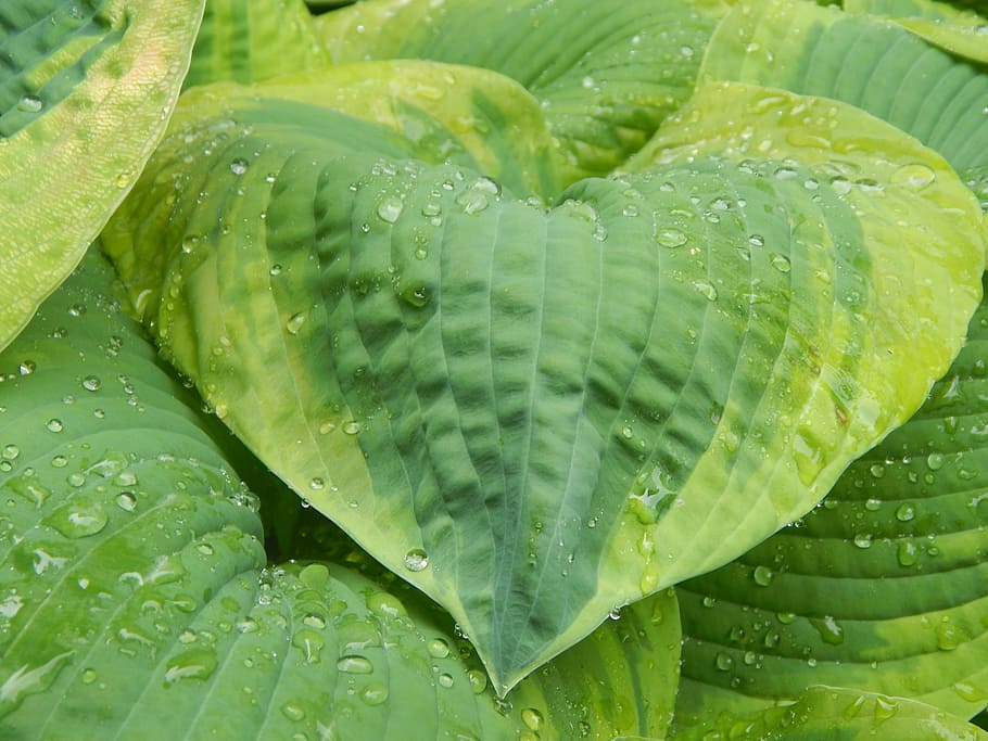 hosta, full, flora, naturalesa, jardineria, pluja, aigua, verd, gotes, gotes de pluja, líquid, gotes d'aigua, humit, fullatge, planta, jardí, tirar, color verd, primer pla, part de la planta, creixement, bellesa a la natura, frescor, marc complet, cap gent, fons, gota de pluja, rosada, dia, a l'aire lliure, temporada de pluges, puresa, fulles, 2K